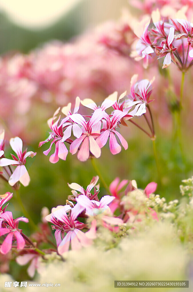 粉色烂漫小花绽放