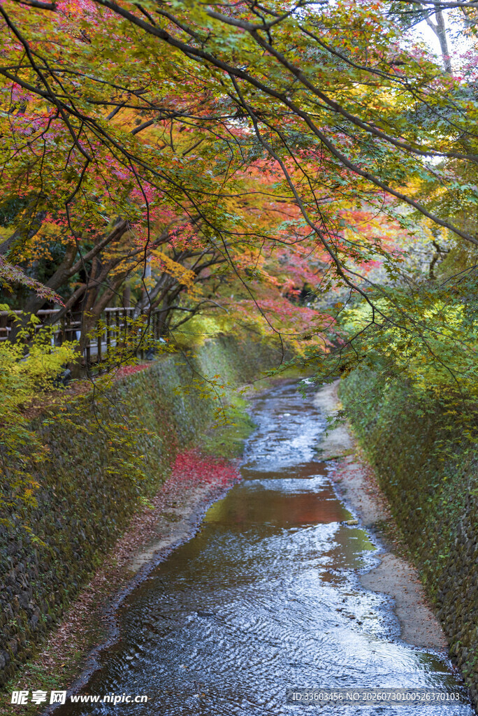 秋日溪边斑斓彩叶美景