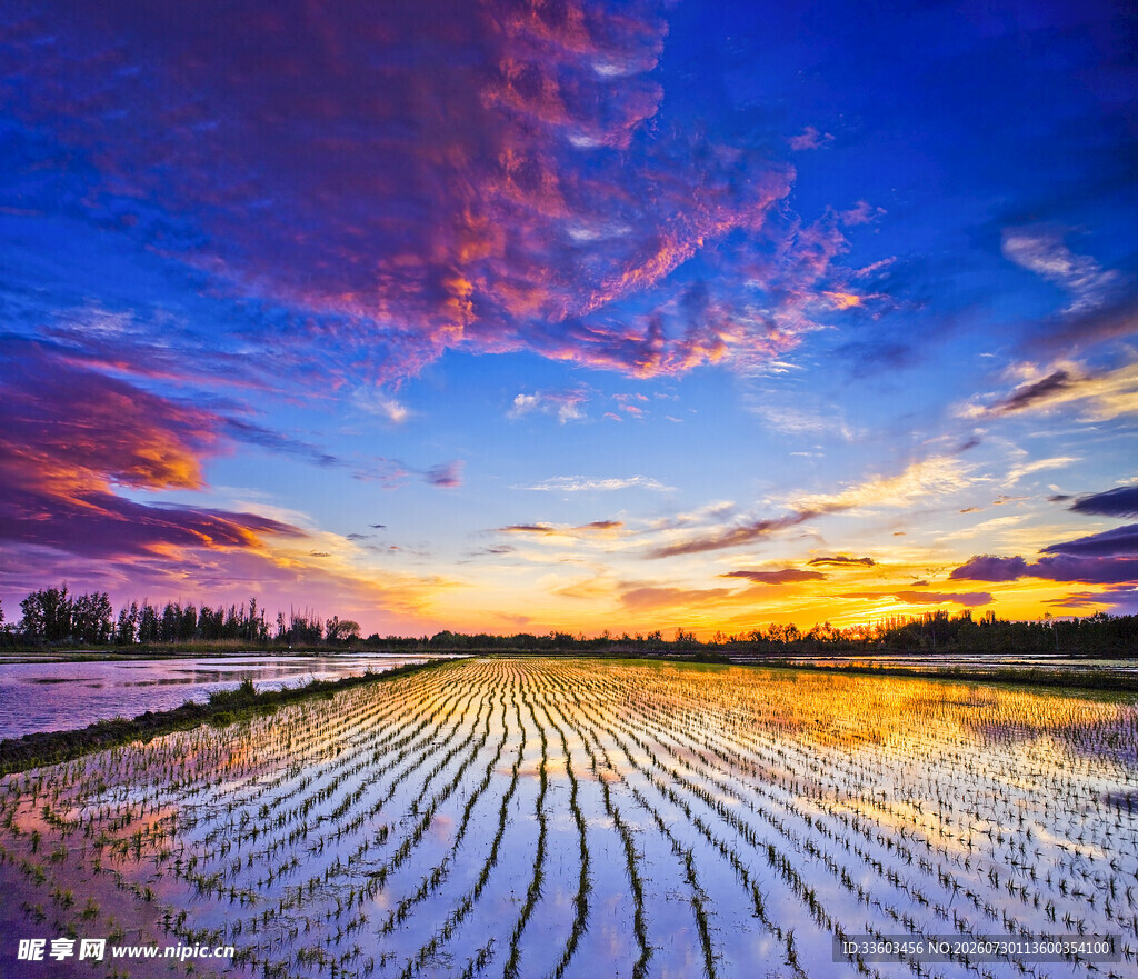 夕阳下的水田美景