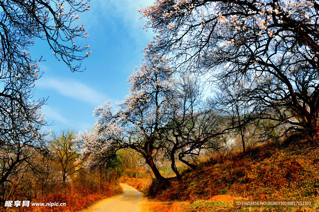 秋日林间小道繁花伴树景