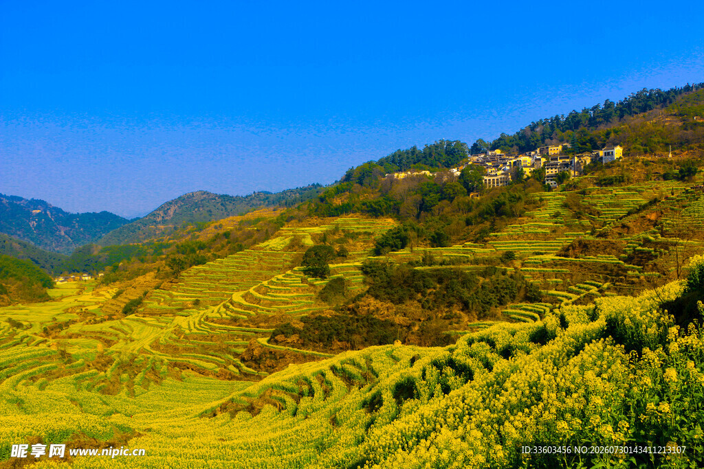 山间黄花盛放美景
