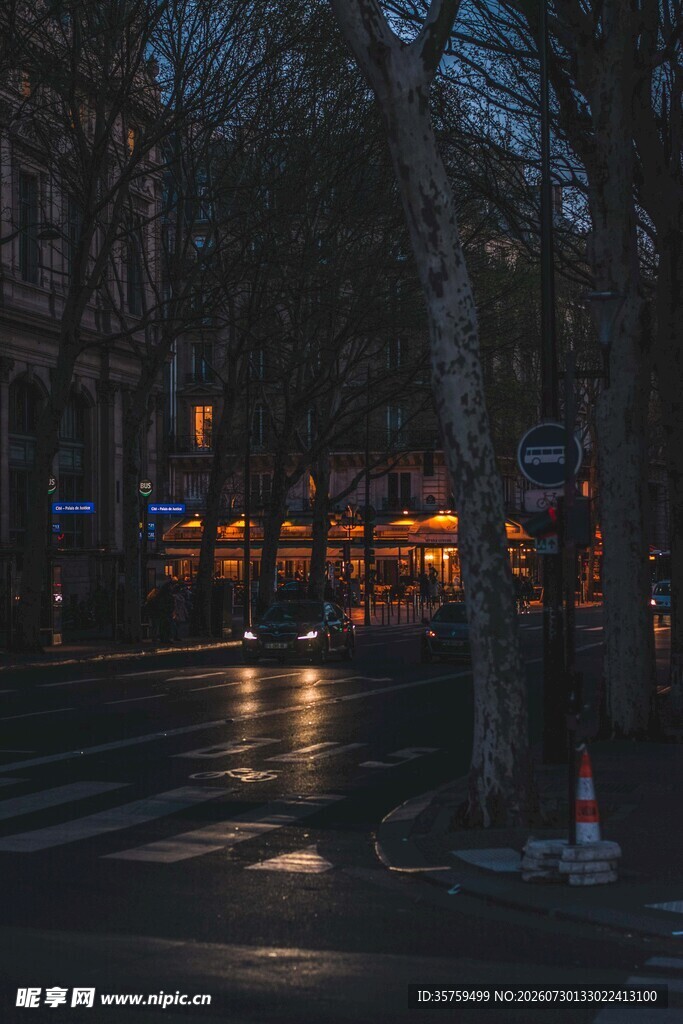 夜幕下的街道与树木景观