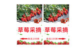草莓采摘场景展示海报路牌