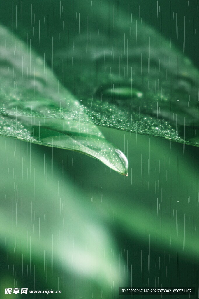 晶莹雨滴挂于翠绿叶片