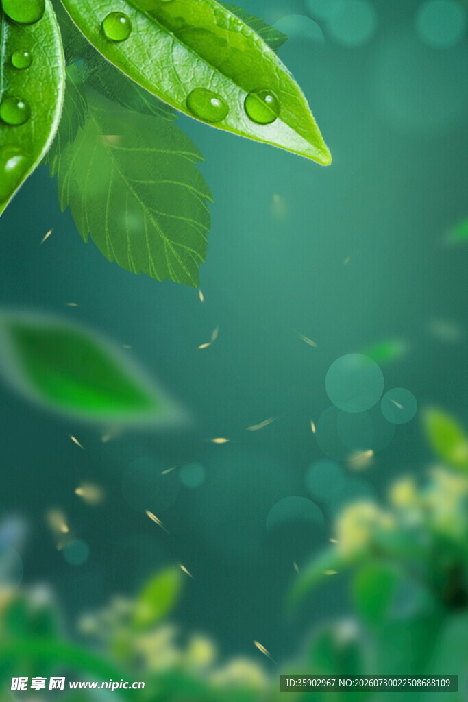 清新绿叶上的晶莹水珠