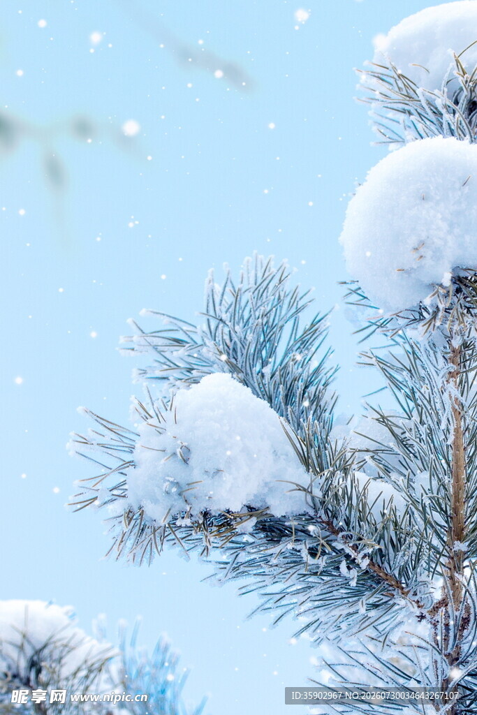 雪覆松枝冬日清新景致