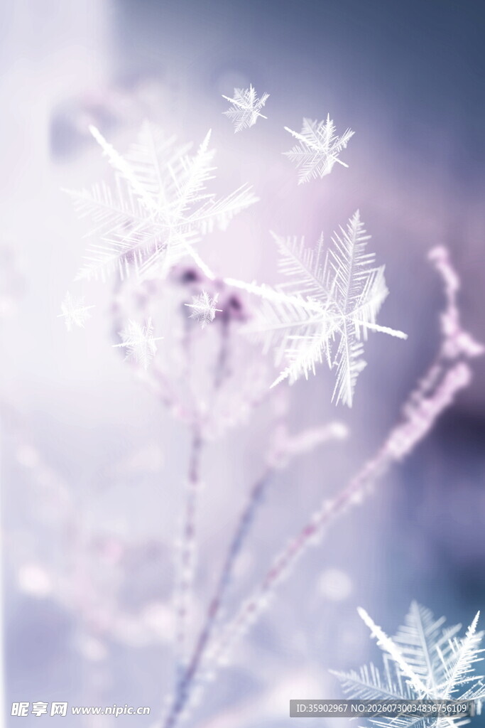 梦幻雪花装点植物景象