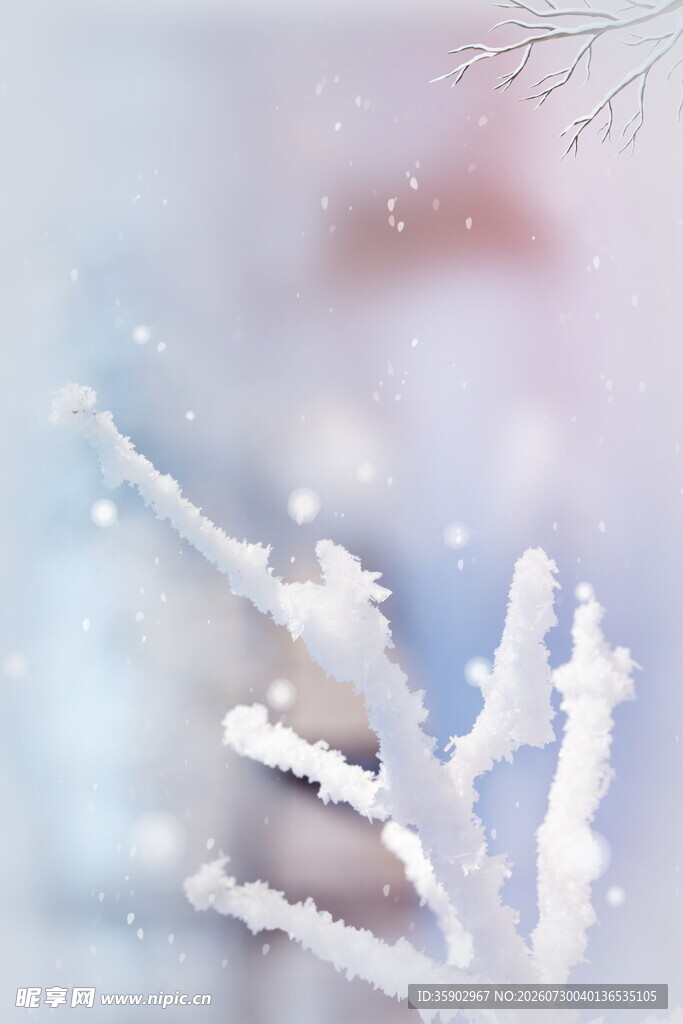 冬日霜花特写