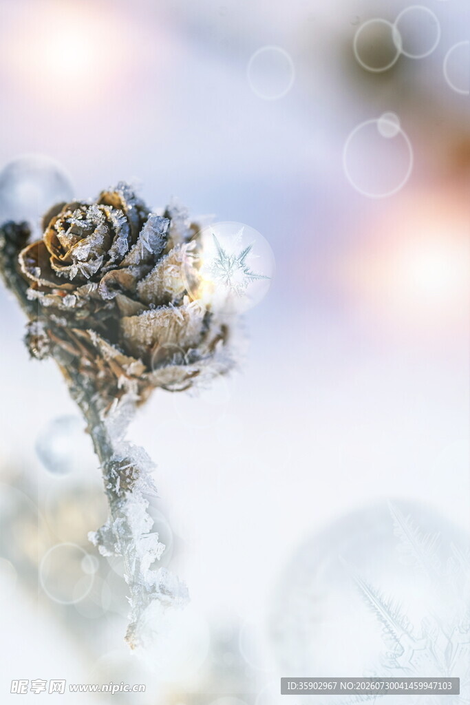 冰雪覆盖的枯萎玫瑰