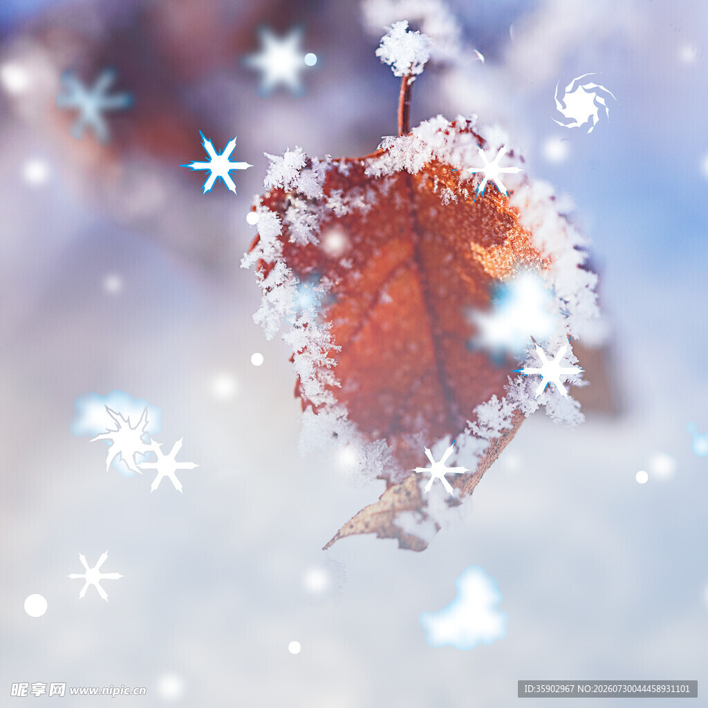 覆雪红叶冬日梦幻景致