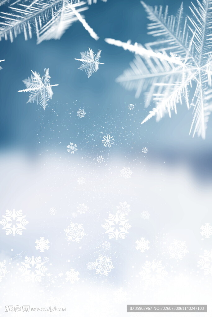 冬日雪景雪花飘落枝头