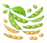 毛豆插画素材