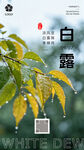 白露时节