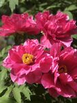 牡丹花 国花