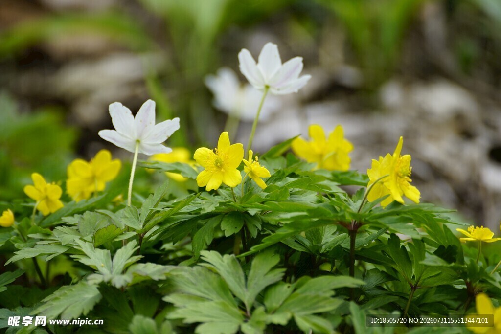 白花黄花绽放绿意间