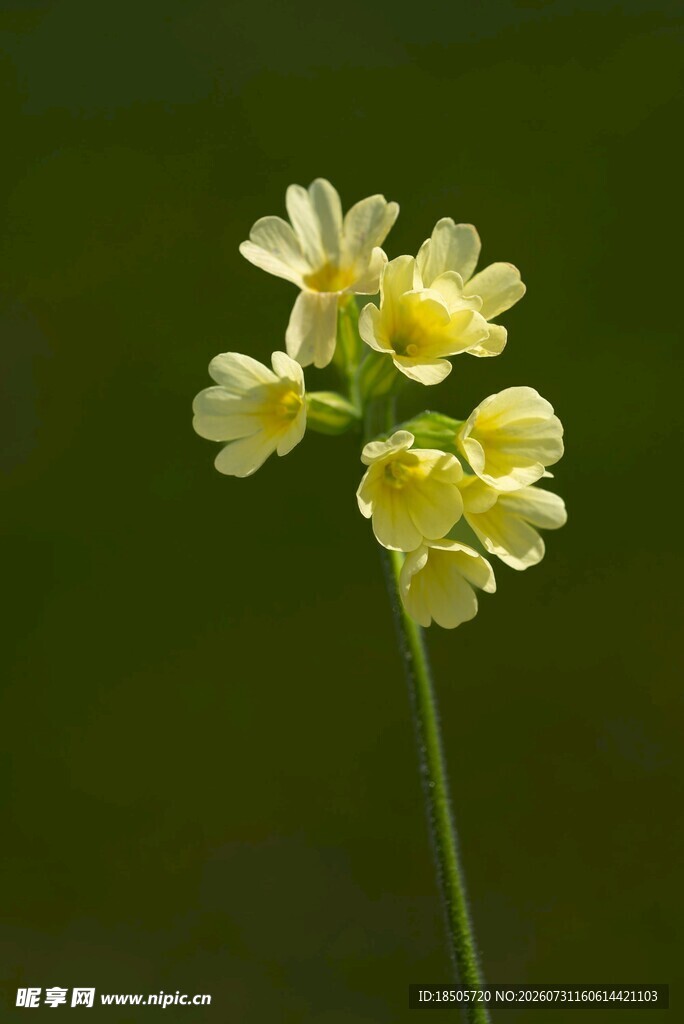 黄色小花特写
