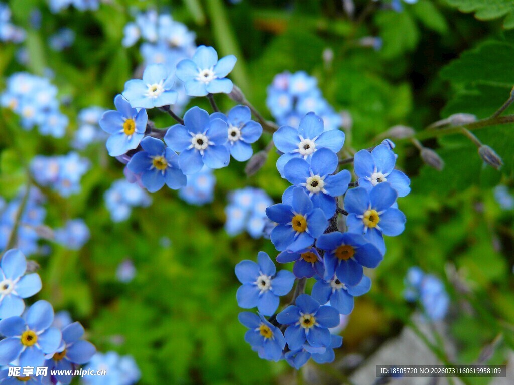 蓝色勿忘我花卉特写