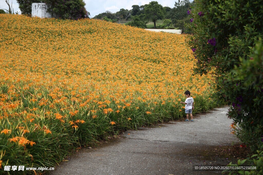 漫步向日葵花海小径