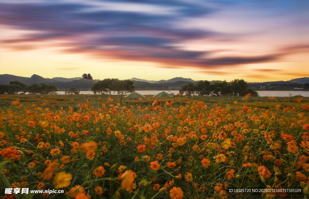 夕阳下的绚烂花田