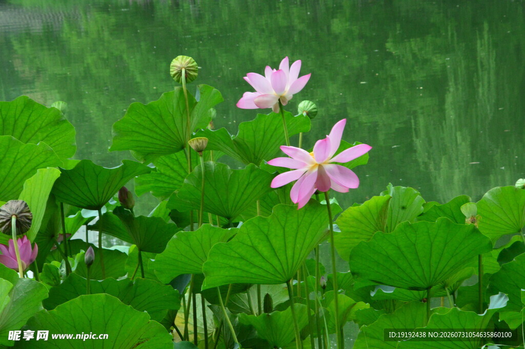 荷花荷叶 