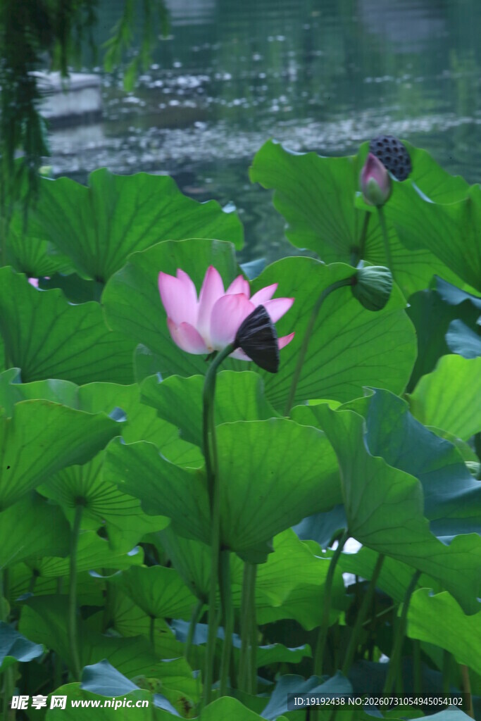 荷花荷叶 