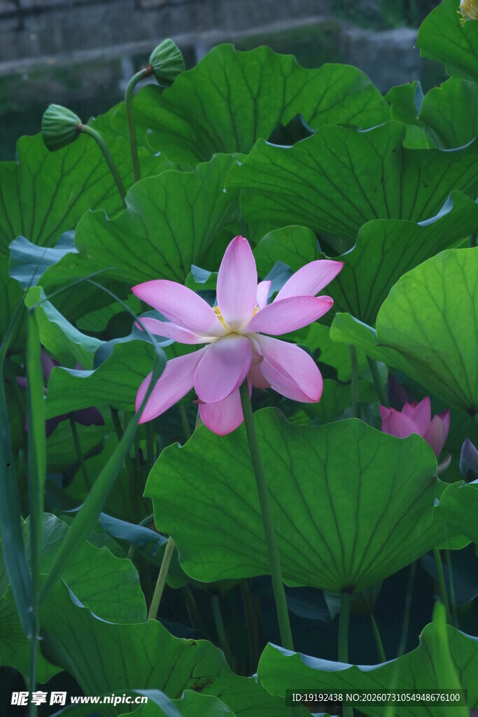 荷花荷叶 