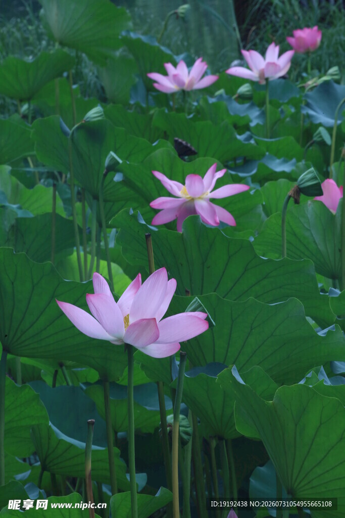 荷花荷叶  