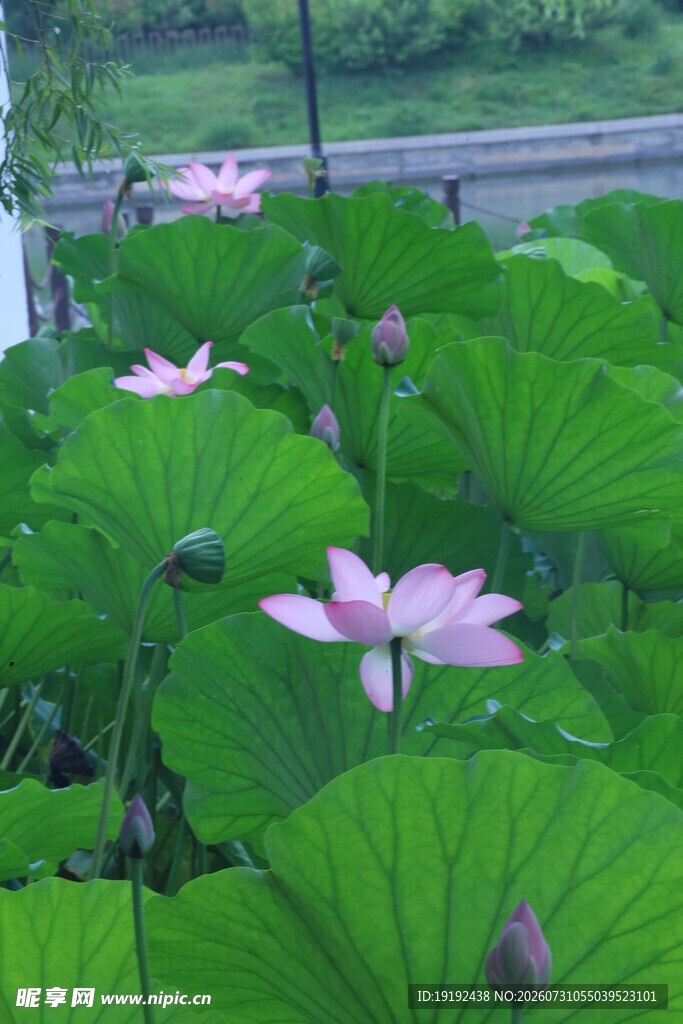 荷花荷叶  