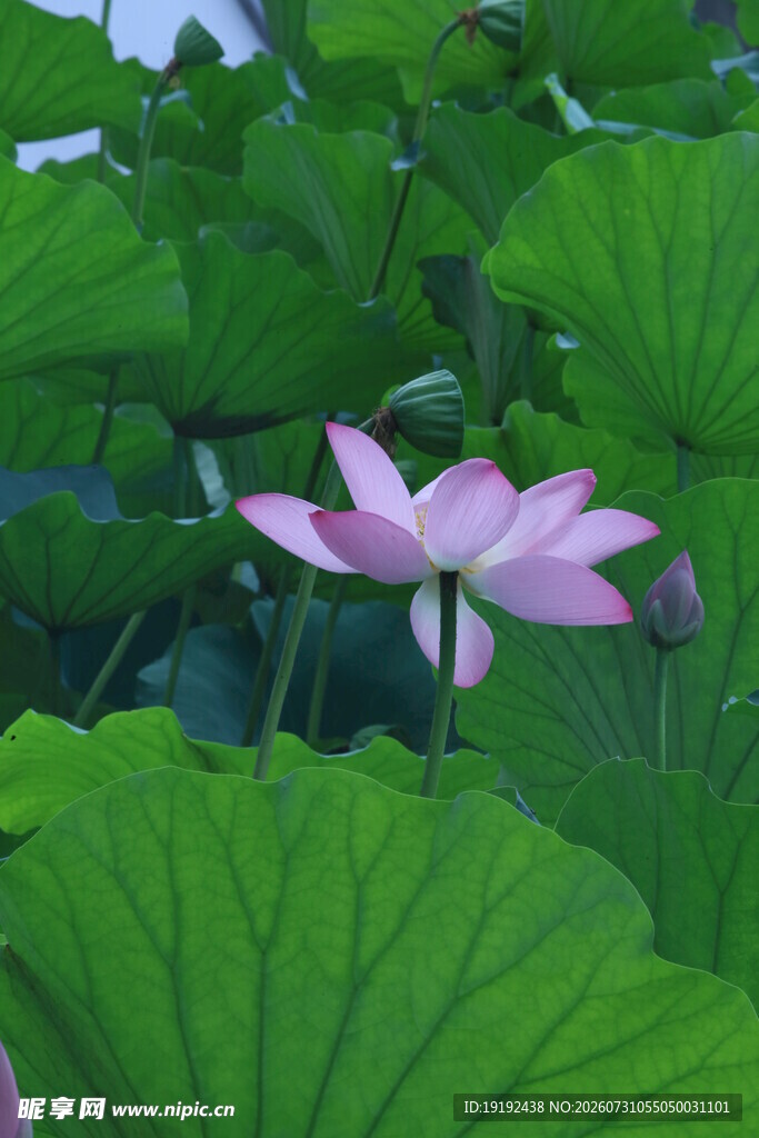 荷花荷叶 