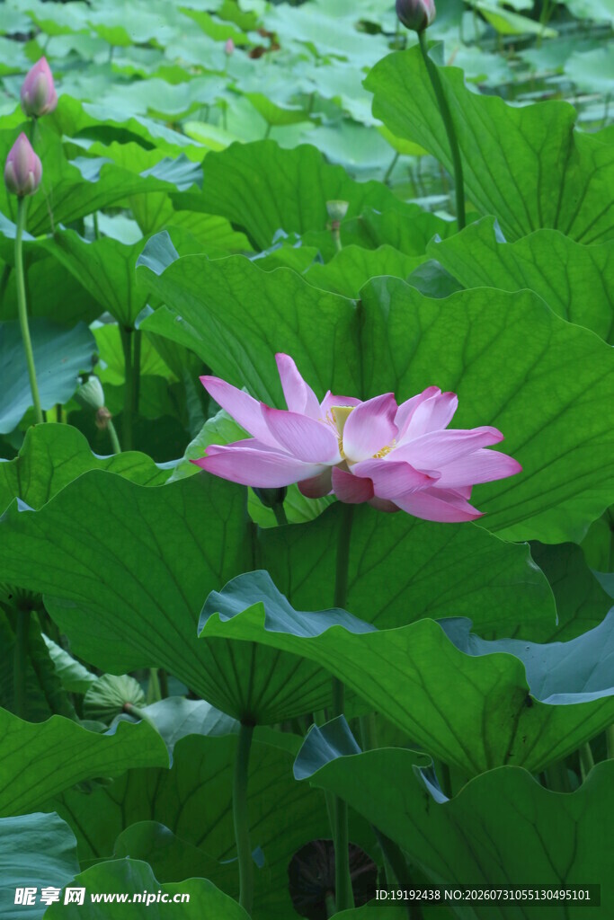 荷花荷叶 