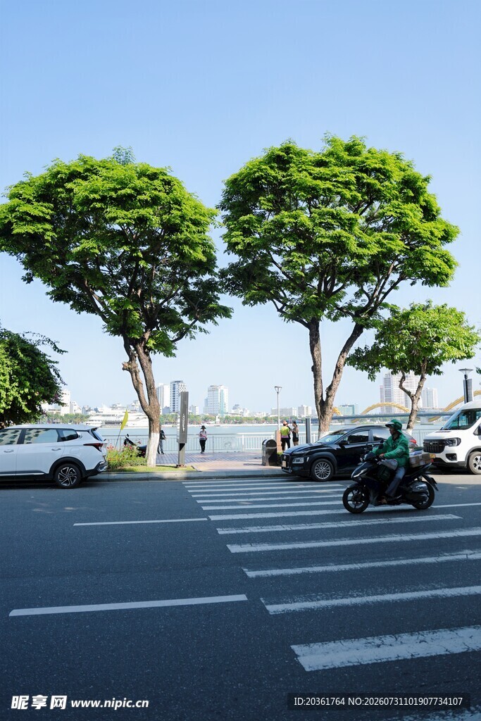 道路旁绿树成荫的停车场景