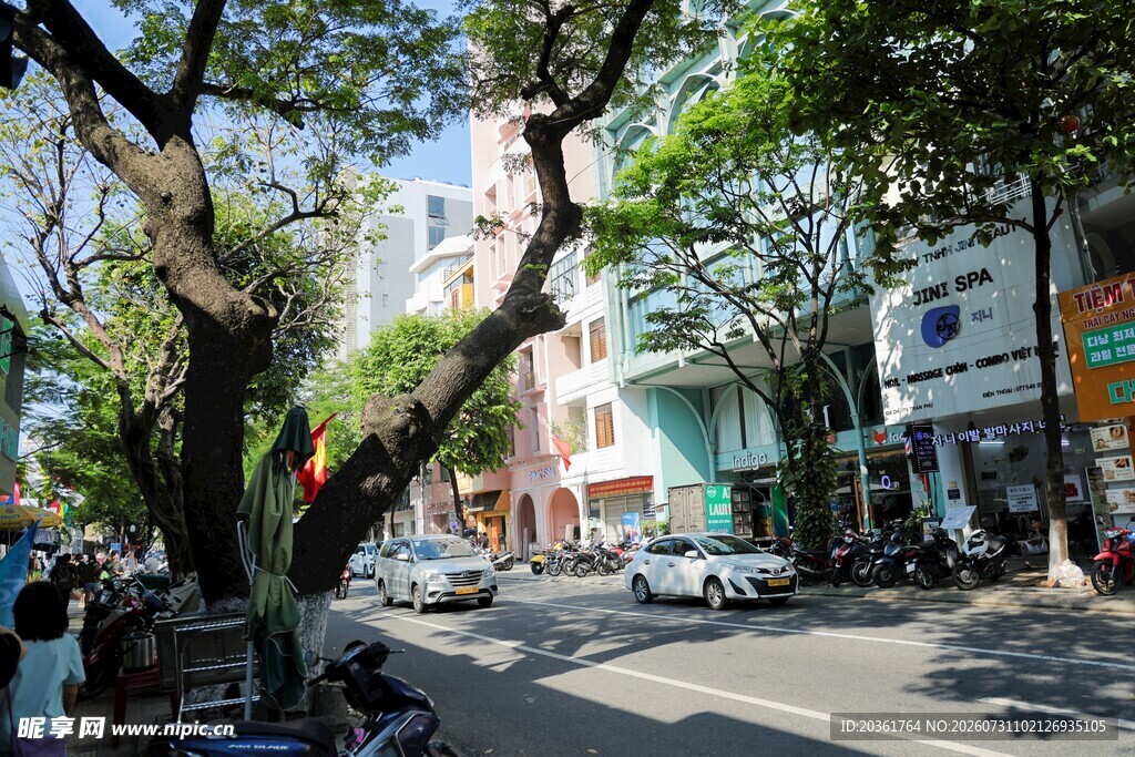 街道旁绿树成荫的景象