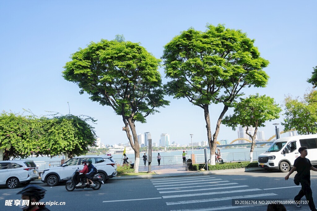 城市街道绿树成荫景象