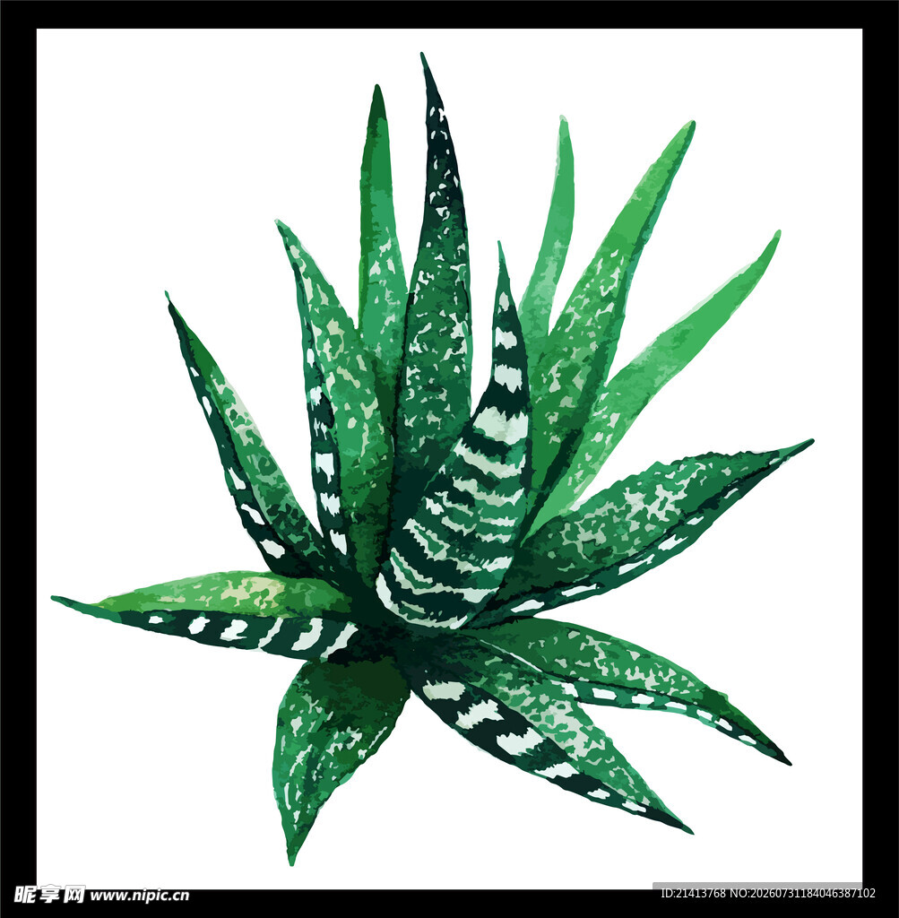 水彩绘条纹芦荟植物