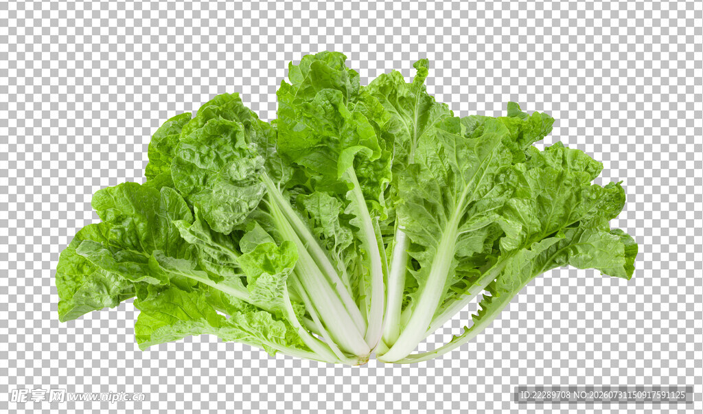 白菜