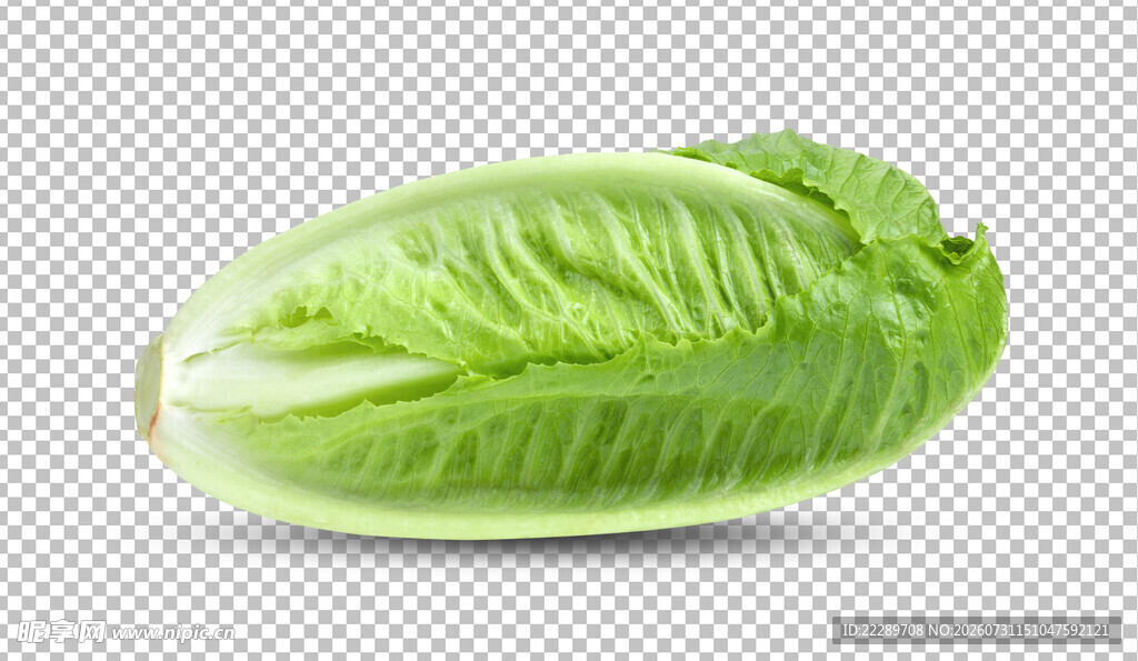 白菜