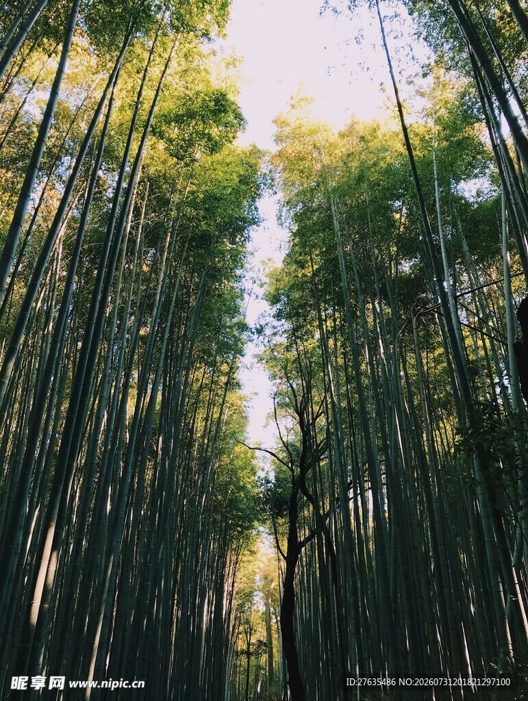 竹林深处的光影世界