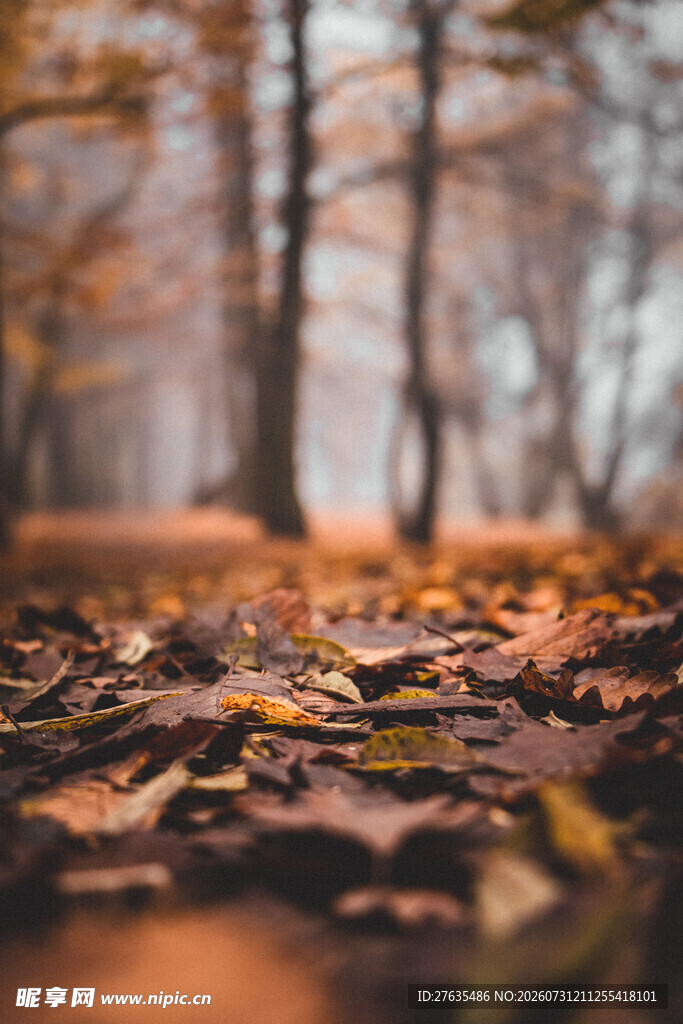 秋日林间落叶美景