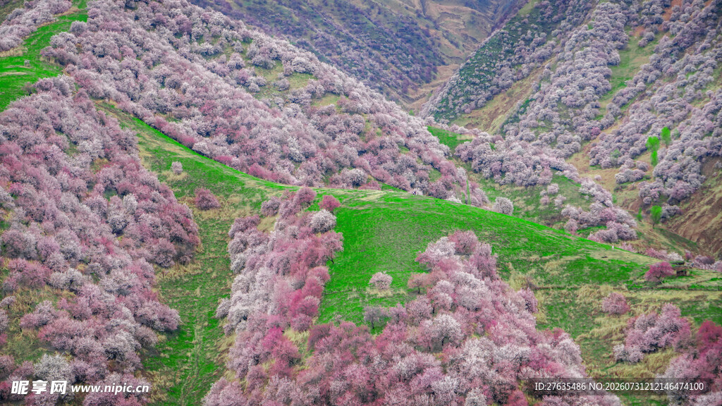 山谷烂漫花海美景