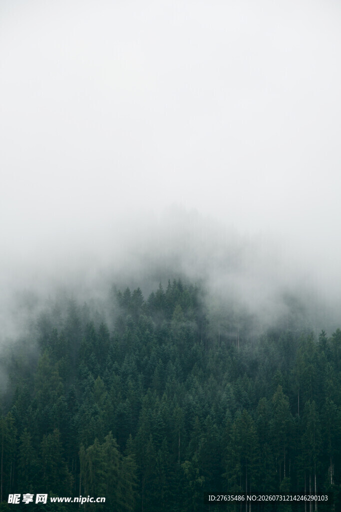 云雾缭绕的茂密森林