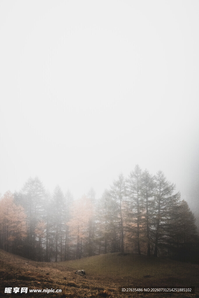雾中树林秋意朦胧之景