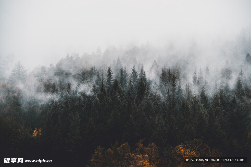 云雾缭绕的山林美景