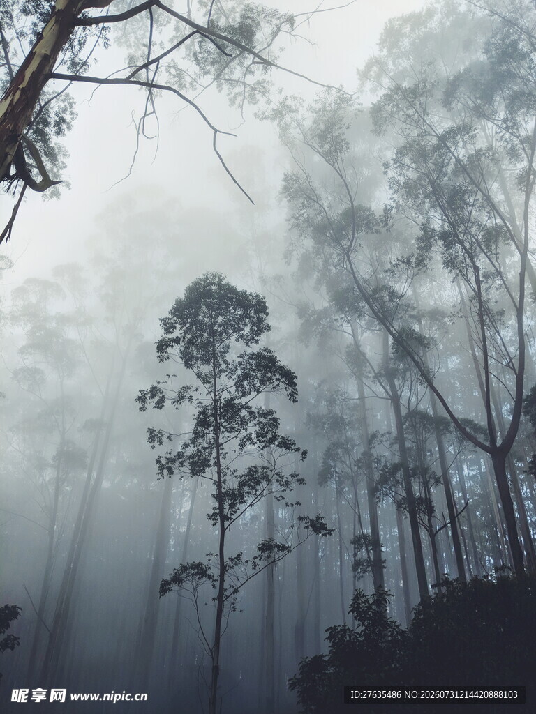迷雾森林中的高耸树木
