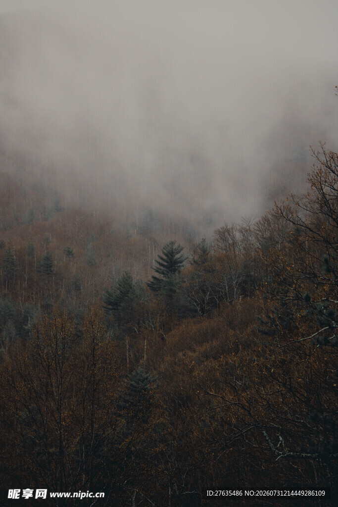 雾中森林秋景