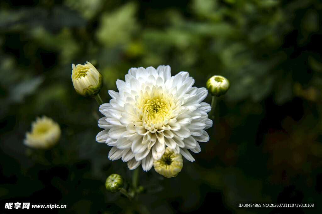 绽放的白色菊花