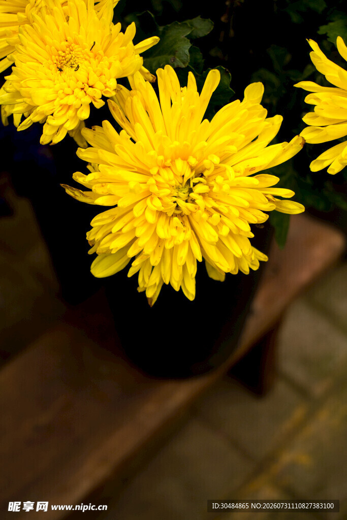 黄色菊花