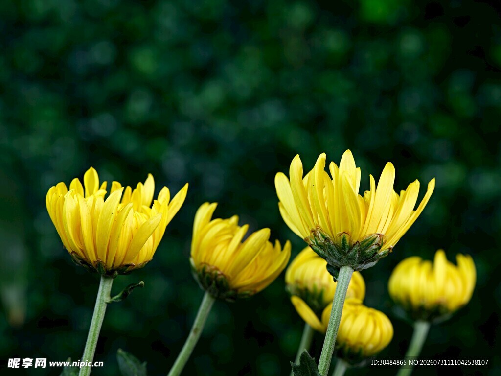 菊花 