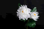白色菊花绽放