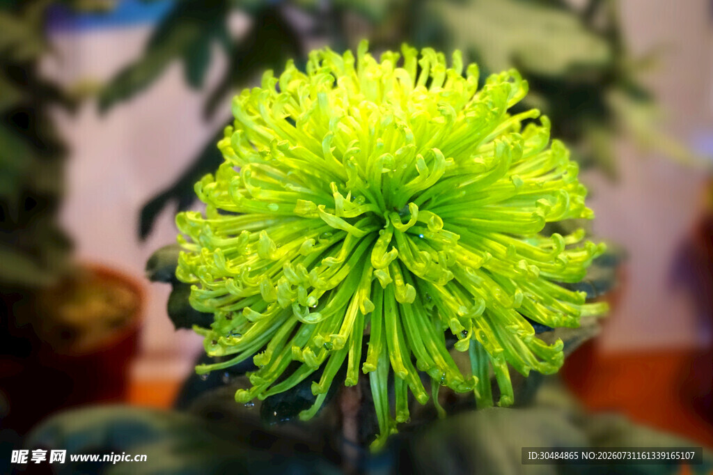 翠绿绒球菊花特写