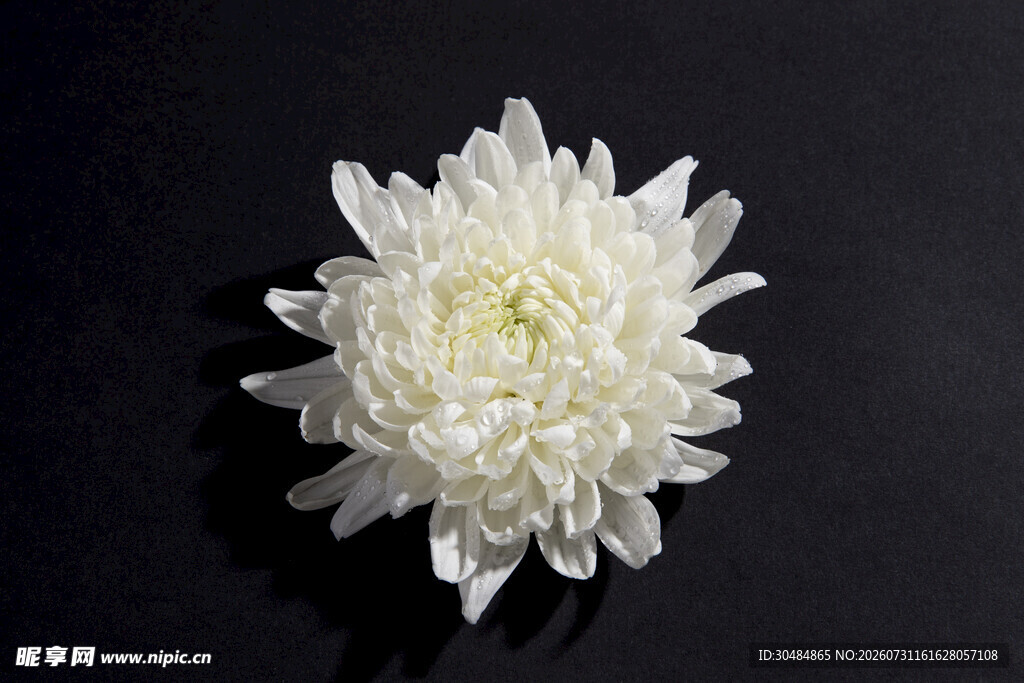白色菊花特写